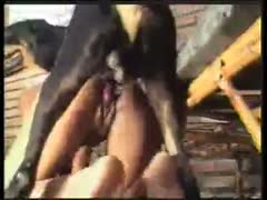 A collection of the greatest zoophilia films! Bestiality video including dogs and horses